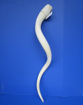 40" White Kudu Horn Inner Bone Core-(32.75 straight)  Buy this for $34.99