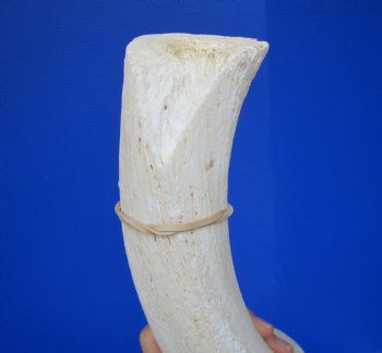 40" White Kudu Horn Inner Bone Core-(32.75 straight)  Buy this for $34.99