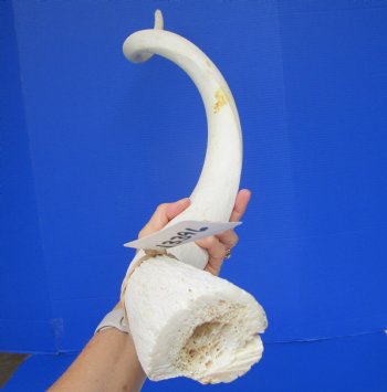 40" White Kudu Horn Inner Bone Core-(32.75 straight)  Buy this for $34.99