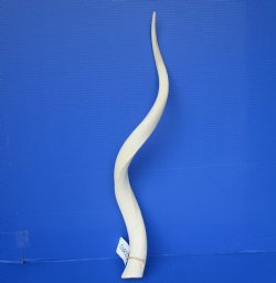 30" White Kudu Horn Inner Bone Core-(25.5 straight)  Buy this for $34.99