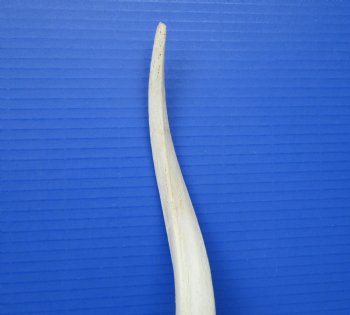 30" White Kudu Horn Inner Bone Core-(25.5 straight)  Buy this for $34.99