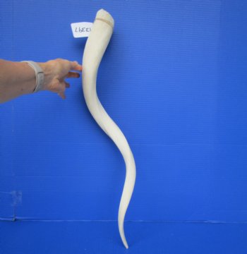 30" White Kudu Horn Inner Bone Core-(25.5 straight)  Buy this for $34.99