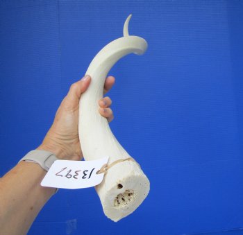 30" White Kudu Horn Inner Bone Core-(25.5 straight)  Buy this for $34.99
