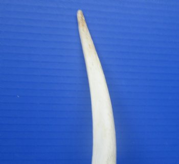 35" White Kudu Horn Inner Bone Core-(28 straight)  Buy this for $34.99
