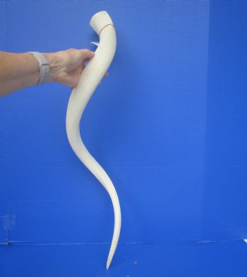 35" White Kudu Horn Inner Bone Core-(28 straight)  Buy this for $34.99