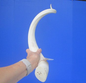 35" White Kudu Horn Inner Bone Core-(28 straight)  Buy this for $34.99