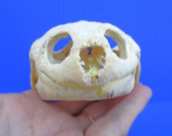 Authentic Snapping Turtle Skull (4-7/8X3-1/4)- Buy this one for $49.99