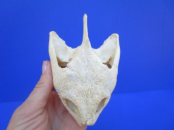 Authentic Snapping Turtle Skull (4-7/8X3-1/4)- Buy this one for $49.99