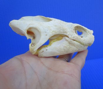 Authentic Snapping Turtle Skull (4-7/8X3-1/4)- Buy this one for $49.99