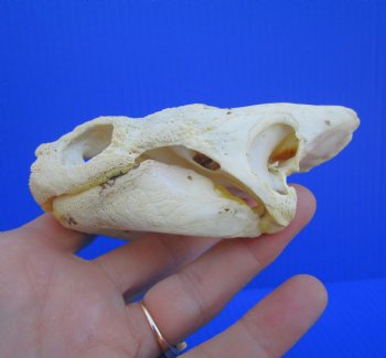 Authentic Snapping Turtle Skull (4-7/8X3-1/4)- Buy this one for $49.99