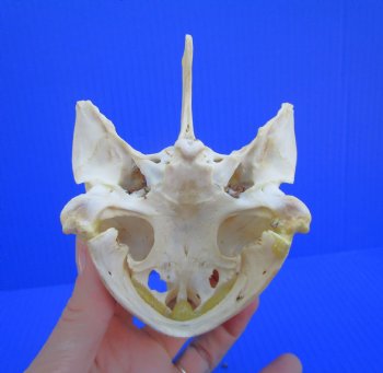 Authentic Snapping Turtle Skull (4-7/8X3-1/4)- Buy this one for $49.99