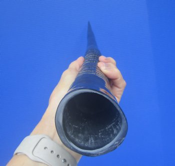 Polished African Gemsbok Horn (26.50") -Buy this for $44.99