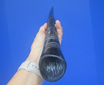 Polished African Gemsbok Horn (26") -Buy this for $44.99