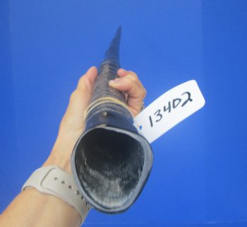 Polished African Gemsbok Horn (28.75") -Buy this for $44.99
