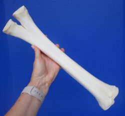 Authentic Camel Leg Bone from, One Hump Camel (16.50x4) - Buy this for $24.99