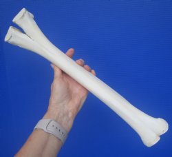 Authentic Camel Leg Bone from, One Hump Camel (16.75 x 3.50) - Buy this for $24.99