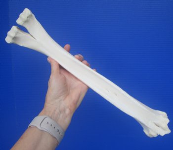 Authentic Camel Leg Bone from, One Hump Camel (16.75 x 3.50) - Buy this for $24.99