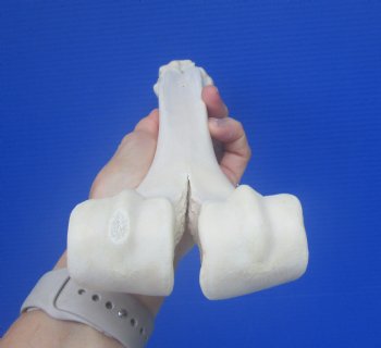 Authentic Camel Leg Bone from, One Hump Camel (16.75 x 3.50) - Buy this for $24.99