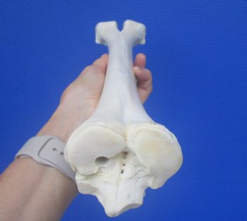 Authentic Camel Leg Bone from, One Hump Camel (16.75 x 3.50) - Buy this for $24.99
