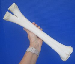 Authentic Camel Leg Bone, One Hump Camel (15.50 x 4) - Buy this for $24.99