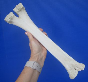 Authentic Camel Leg Bone, One Hump Camel (15.50 x 4) - Buy this for $24.99