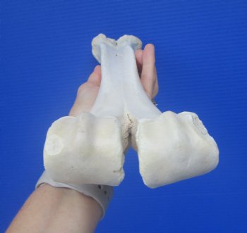 Authentic Camel Leg Bone, One Hump Camel (15.50 x 4) - Buy this for $24.99