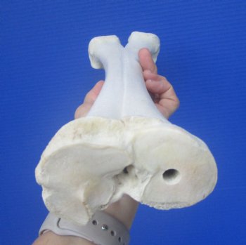 Authentic Camel Leg Bone, One Hump Camel (15.50 x 4) - Buy this for $24.99