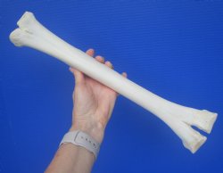 Real Camel Leg Bone, One Hump Camel (16.75x3.25) - Buy this for $24.99