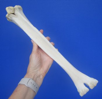 Real Camel Leg Bone, One Hump Camel (16.75x3.25) - Buy this for $24.99