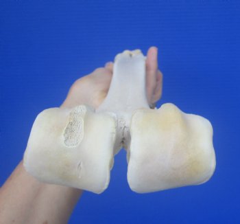 Real Camel Leg Bone, One Hump Camel (16.75x3.25) - Buy this for $24.99