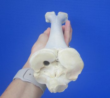Real Camel Leg Bone, One Hump Camel (16.75x3.25) - Buy this for $24.99