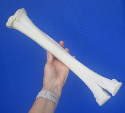 Real Camel Leg Bone, One Hump Camel (16.25x4) - Buy this for $24.99