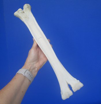 Real Camel Leg Bone, One Hump Camel (16.25x4) - Buy this for $24.99