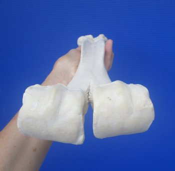 Real Camel Leg Bone, One Hump Camel (16.25x4) - Buy this for $24.99
