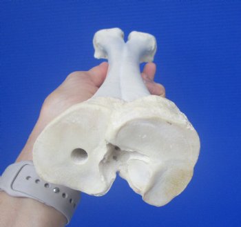 Real Camel Leg Bone, One Hump Camel (16.25x4) - Buy this for $24.99