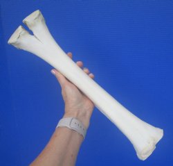 Real Camel Leg Bone, One Hump Camel (16.50 x 4.25) - Buy this for $24.99