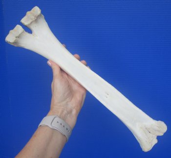 Real Camel Leg Bone, One Hump Camel (16.50 x 4.25) - Buy this for $24.99