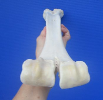 Real Camel Leg Bone, One Hump Camel (16.50 x 4.25) - Buy this for $24.99