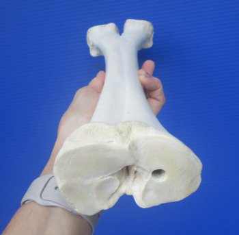 Real Camel Leg Bone, One Hump Camel (16.50 x 4.25) - Buy this for $24.99