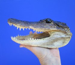 American Alligator Head from 5 foot Gator (8.38") - Buy this one for $24.99