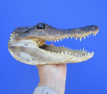 American Alligator Head from 5 foot Gator (8.38") - Buy this one for $24.99
