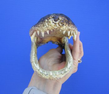 American Alligator Head from 5 foot Gator (8.38") - Buy this one for $24.99