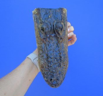 American Alligator Head from 5 foot Gator (8.38") - Buy this one for $24.99