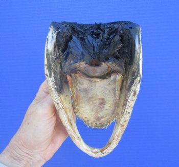 American Alligator Head from 5 foot Gator (8.38") - Buy this one for $24.99