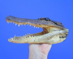 American Alligator Head from 5 foot Gator (8") - Buy this one for $24.99