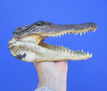 American Alligator Head from 5 foot Gator (8") - Buy this one for $24.99