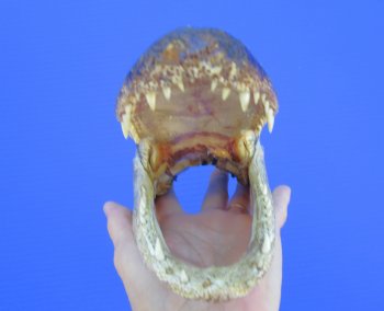 American Alligator Head from 5 foot Gator (8") - Buy this one for $24.99