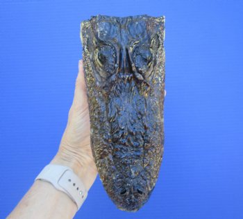 American Alligator Head from 5 foot Gator (8") - Buy this one for $24.99