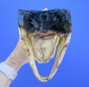 American Alligator Head from 5 foot Gator (8") - Buy this one for $24.99