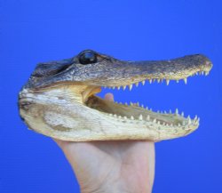 American Alligator Head from 5 foot Gator (8.25") - Buy this one for $24.99